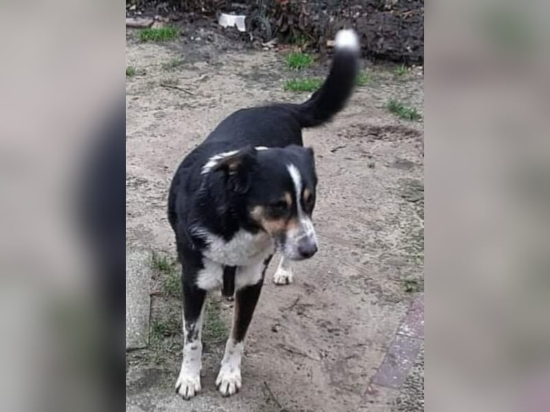 Benny möchte dein Herz erobern