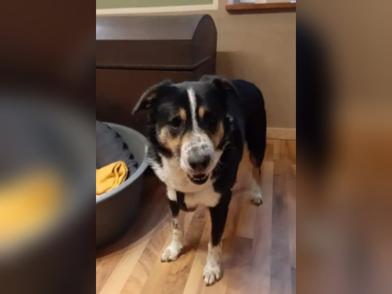 Benny möchte dein Herz erobern