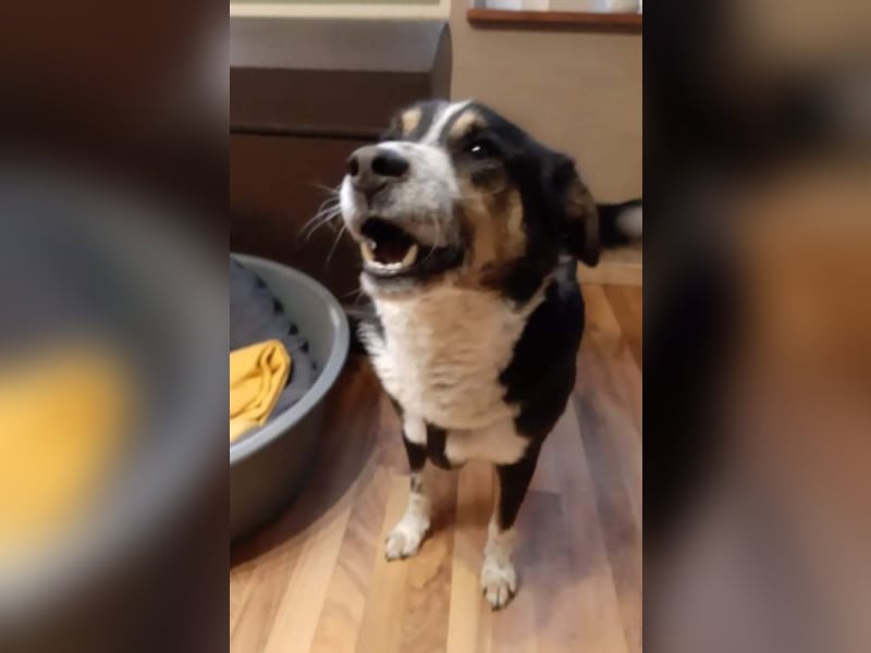 Benny möchte dein Herz erobern