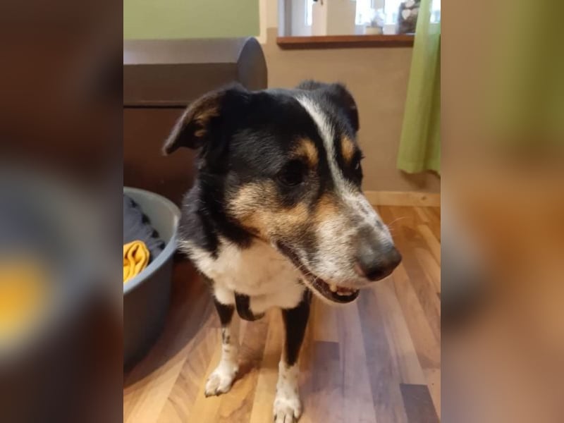 Benny möchte dein Herz erobern