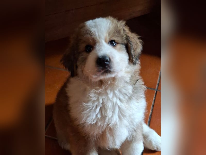 Fanny - Drei kleine Schweizer in Italien