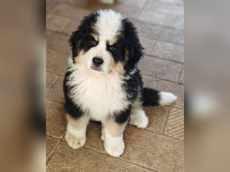 Falco - Drei kleine Schweizer in Italien