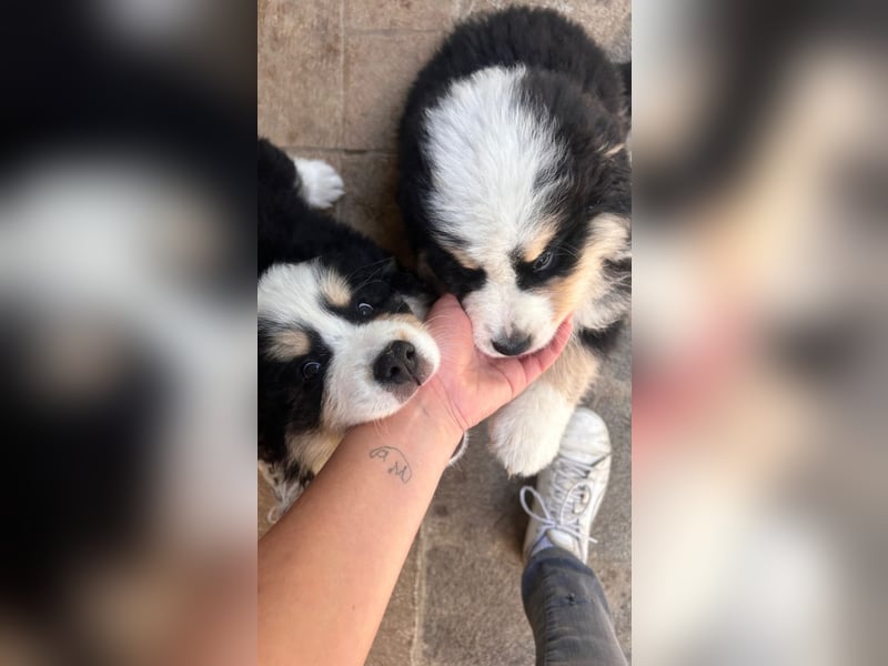 Falco - Drei kleine Schweizer in Italien
