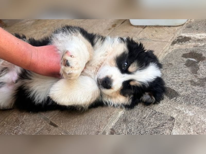 Flausch - Drei kleine Schweizer in Italien