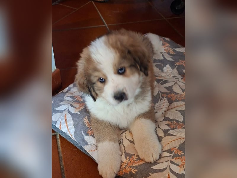 Fanny - Drei kleine Schweizer in Italien