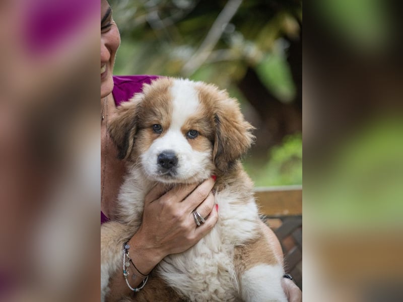 Fanny - Drei kleine Schweizer in Italien