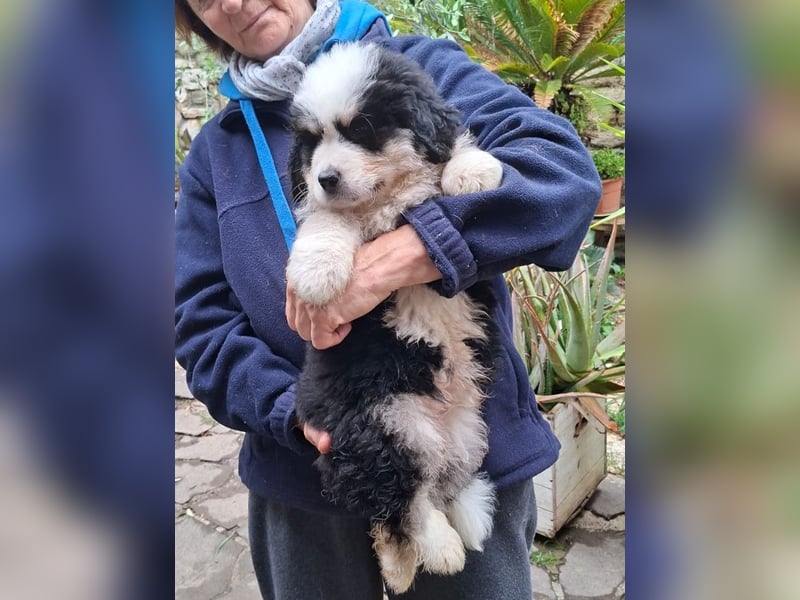 Falco - Drei kleine Schweizer in Italien