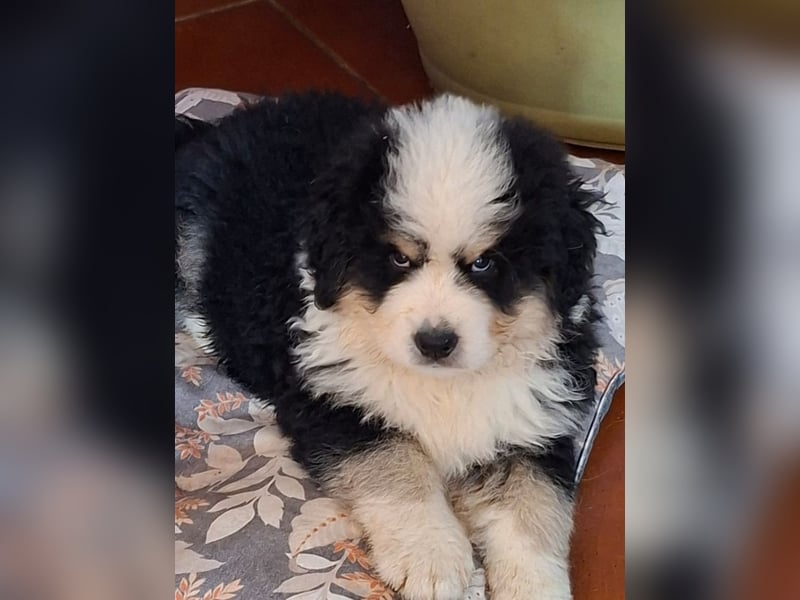 Falco - Drei kleine Schweizer in Italien