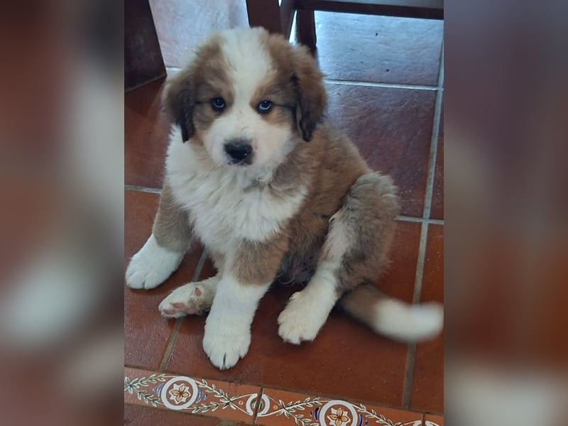 Fanny - Drei kleine Schweizer in Italien