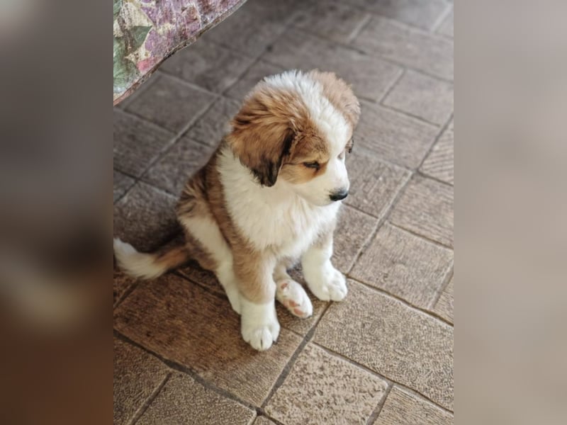 Fanny - Drei kleine Schweizer in Italien