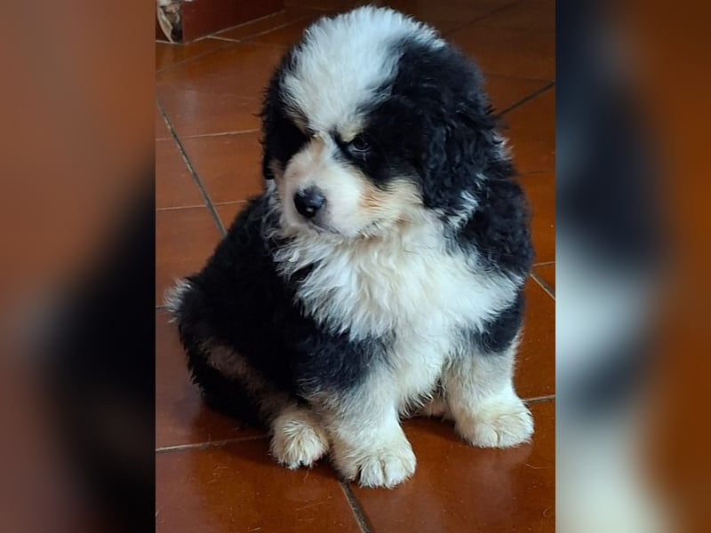 Falco - Drei kleine Schweizer in Italien