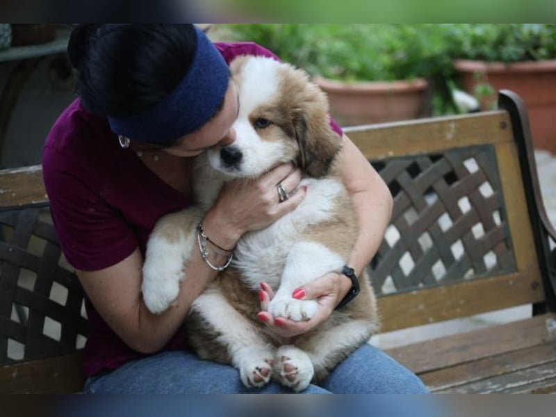 Fanny - Drei kleine Schweizer in Italien