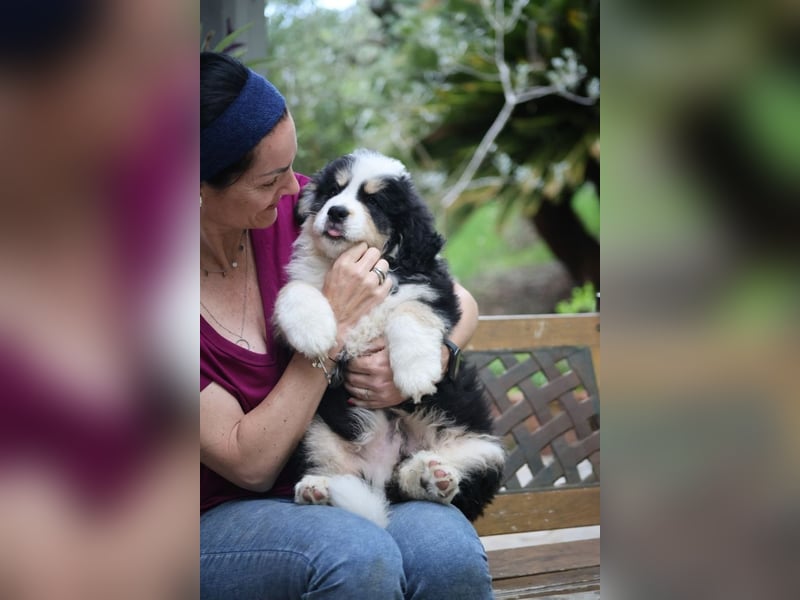 Flausch - Drei kleine Schweizer in Italien