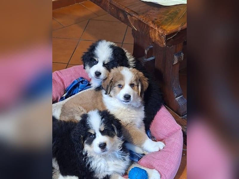 Fanny - Drei kleine Schweizer in Italien
