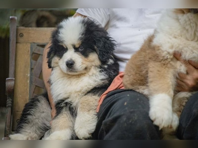 Falco - Drei kleine Schweizer in Italien