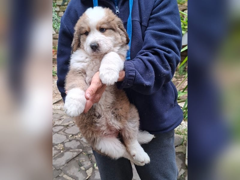 Fanny - Drei kleine Schweizer in Italien