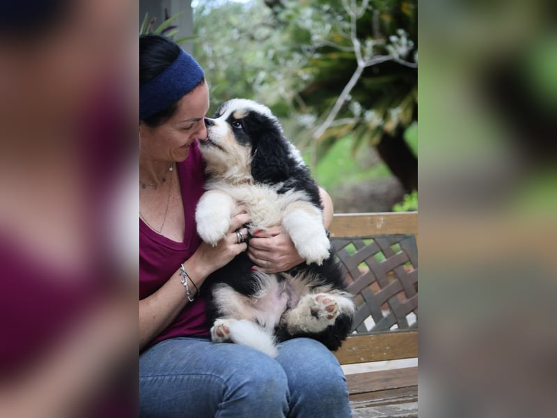 Flausch - Drei kleine Schweizer in Italien