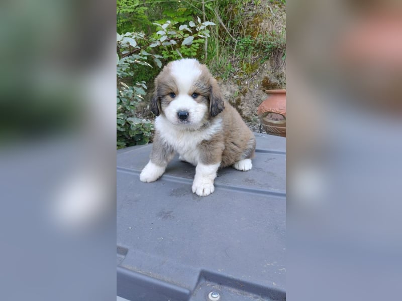 Fanny - Drei kleine Schweizer in Italien