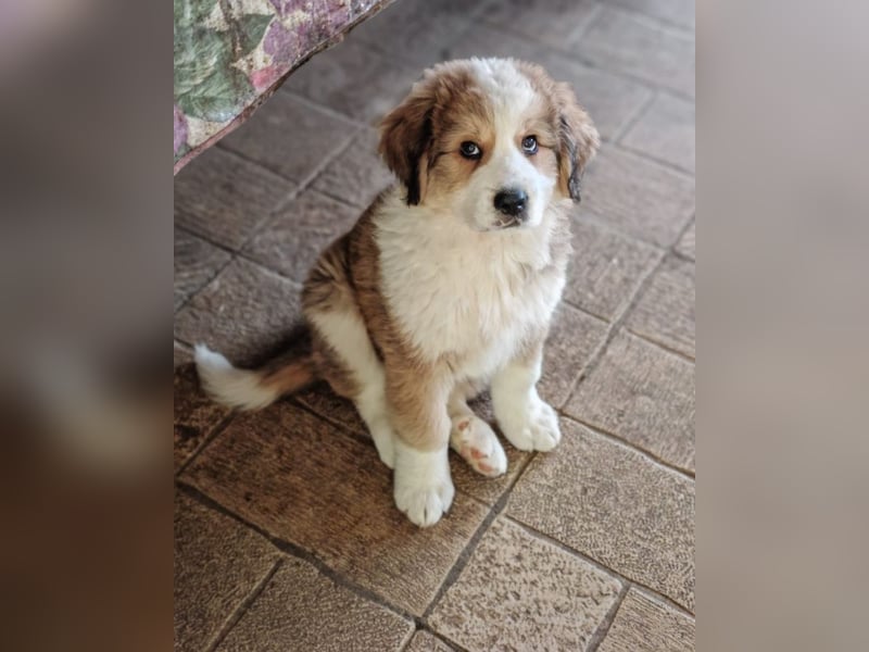 Fanny - Drei kleine Schweizer in Italien