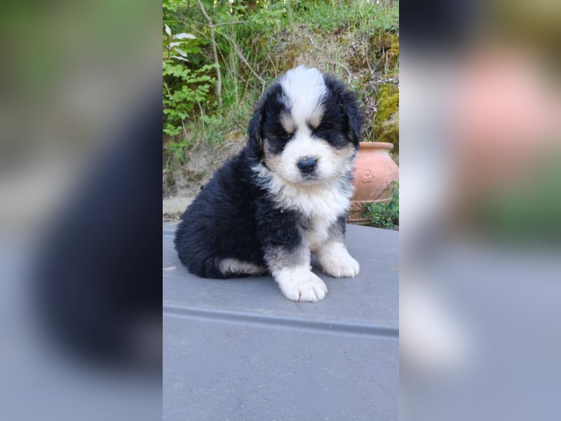 Flausch - Drei kleine Schweizer in Italien