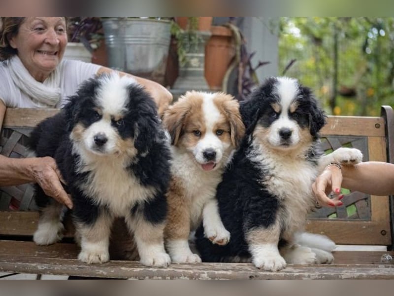Flausch - Drei kleine Schweizer in Italien