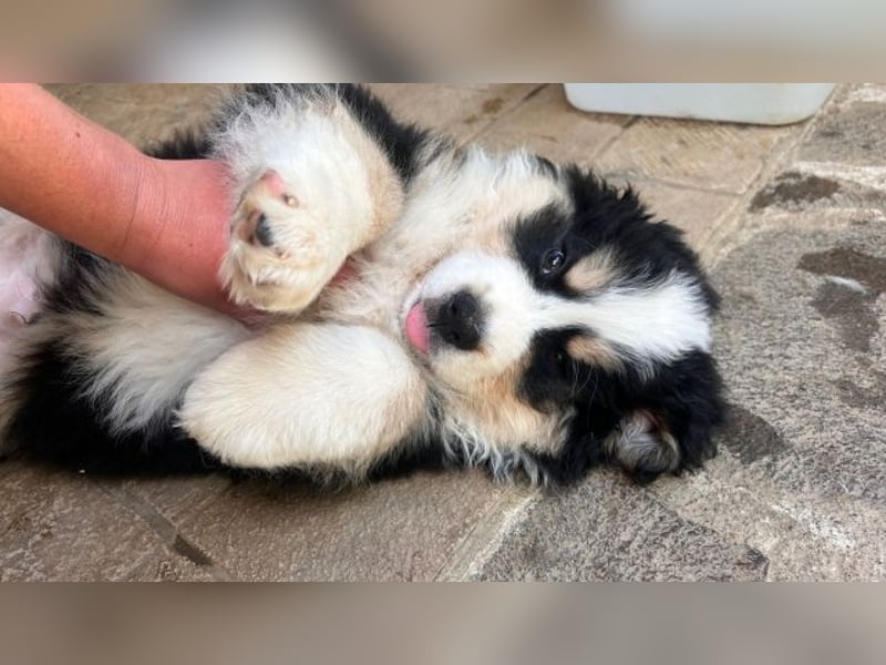 Flausch - Drei kleine Schweizer in Italien