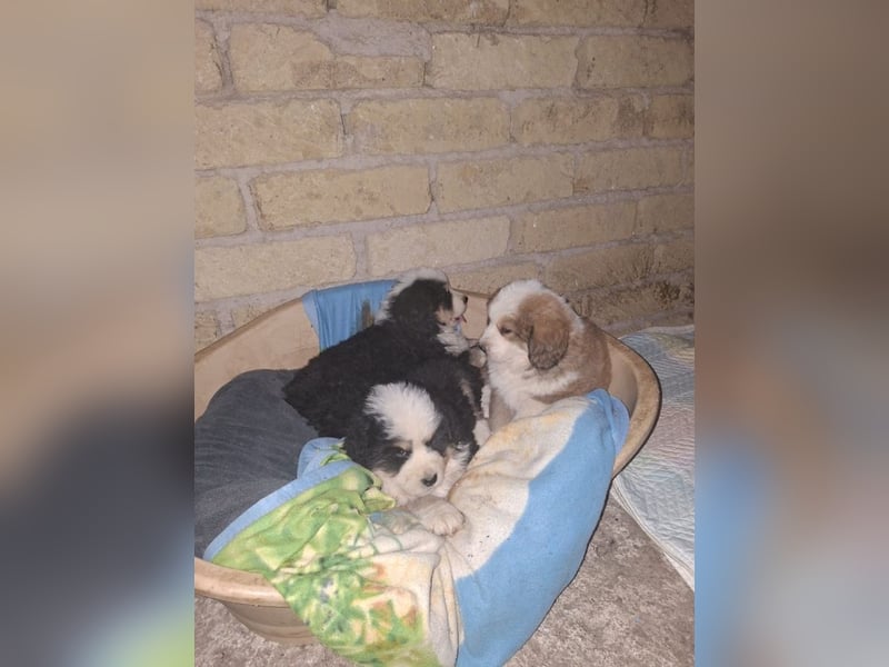 Falco - Drei kleine Schweizer in Italien