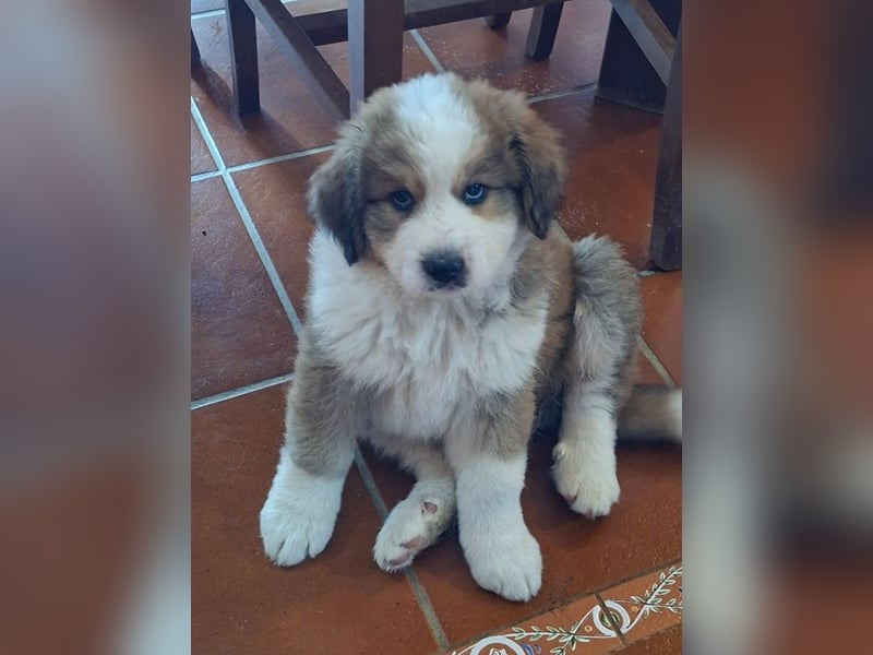 Fanny - Drei kleine Schweizer in Italien