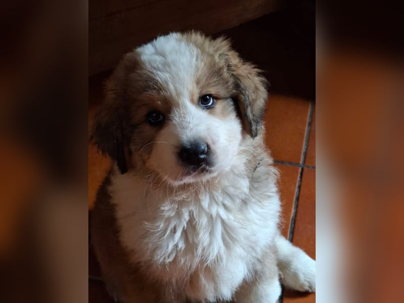 Fanny - Drei kleine Schweizer in Italien