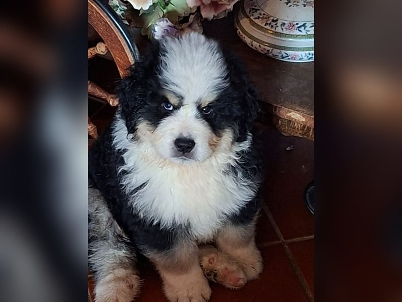 Falco - Drei kleine Schweizer in Italien