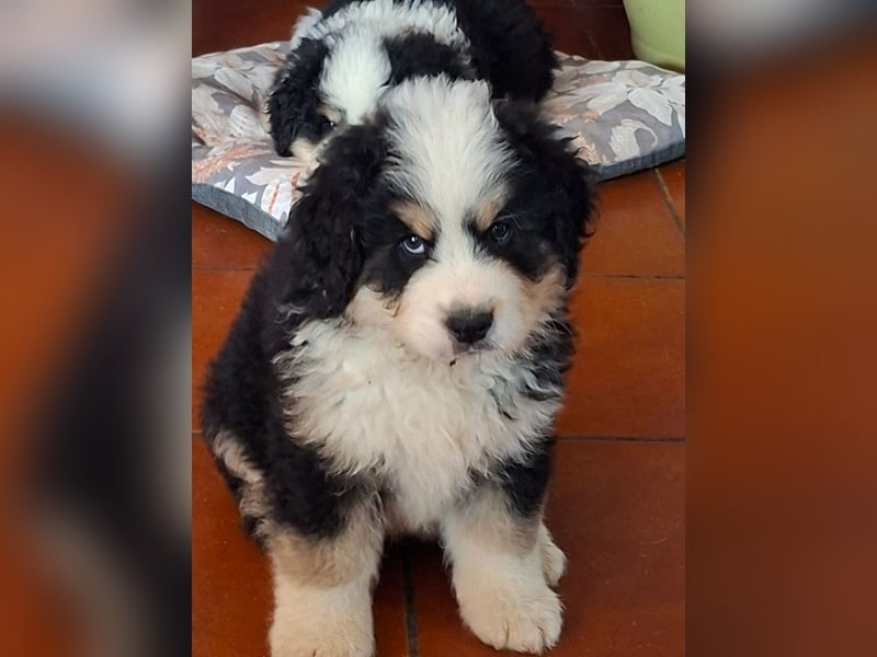 Flausch - Drei kleine Schweizer in Italien