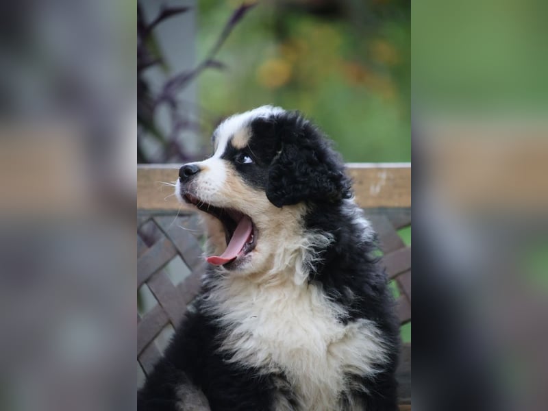 Flausch - Drei kleine Schweizer in Italien