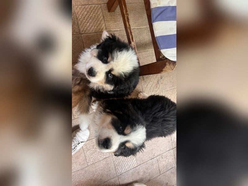 Flausch - Drei kleine Schweizer in Italien