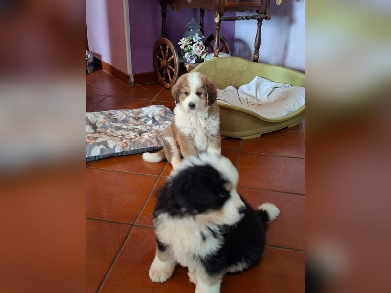 Fanny - Drei kleine Schweizer in Italien
