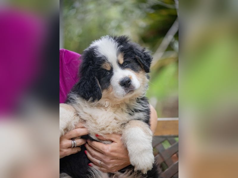 Flausch - Drei kleine Schweizer in Italien