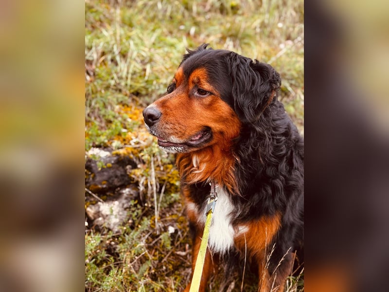Sam (5 Jahre) Berner Sennenhund Labrador Mischling