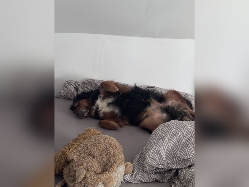 Sam (5 Jahre) Berner Sennenhund Labrador Mischling