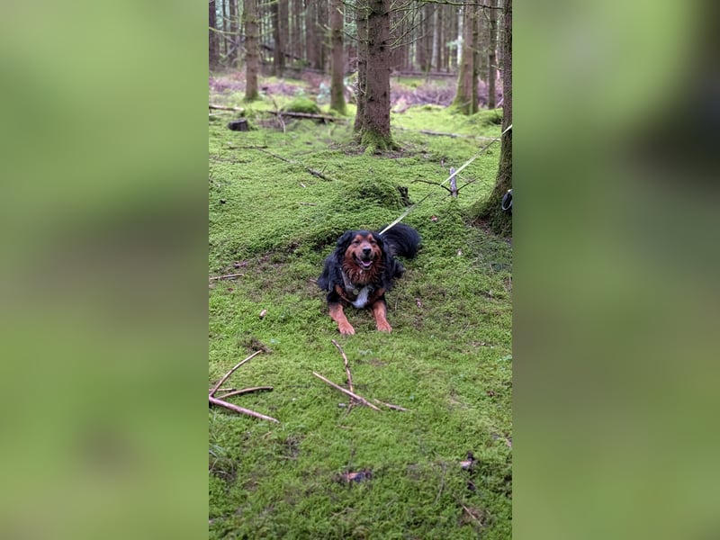 Sam (5 Jahre) Berner Sennenhund Labrador Mischling