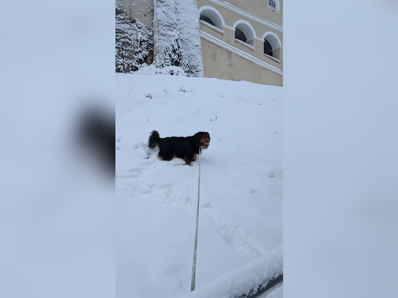 Sam (5 Jahre) Berner Sennenhund Labrador Mischling