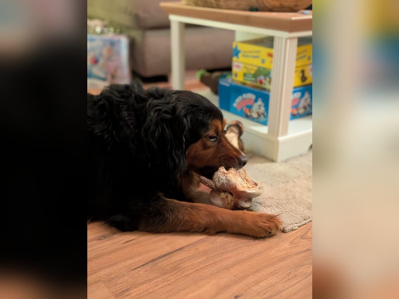 Sam (5 Jahre) Berner Sennenhund Labrador Mischling
