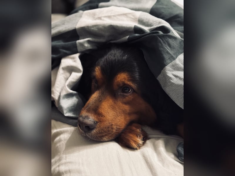 Sam (5 Jahre) Berner Sennenhund Labrador Mischling