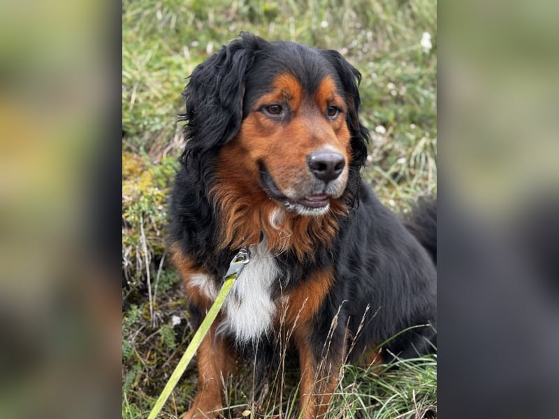 Sam (5 Jahre) Berner Sennenhund Labrador Mischling