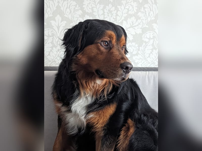 Sam (5 Jahre) Berner Sennenhund Labrador Mischling