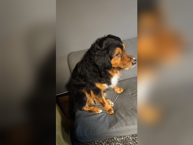 Sam (5 Jahre) Berner Sennenhund Labrador Mischling