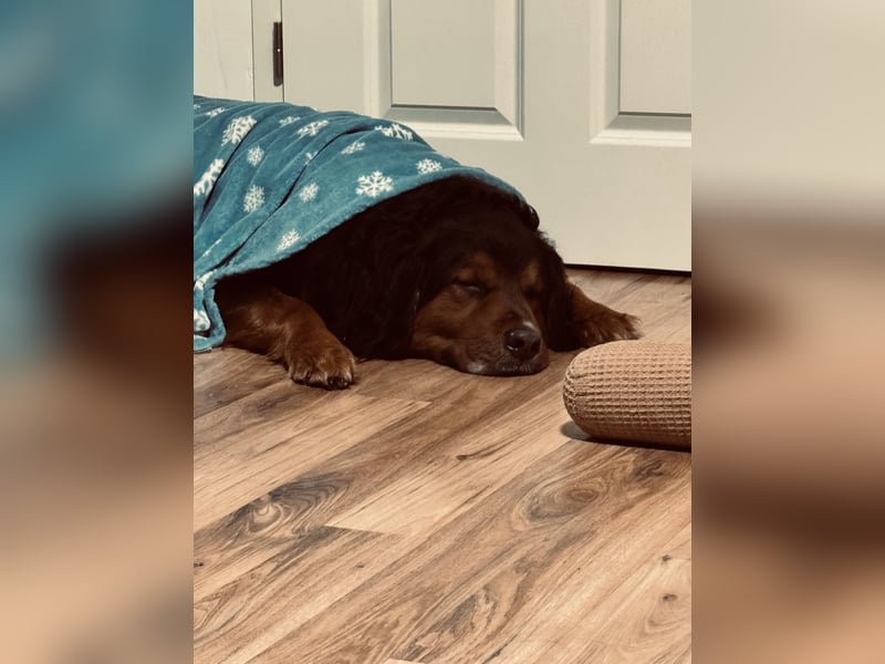 Sam (5 Jahre) Berner Sennenhund Labrador Mischling