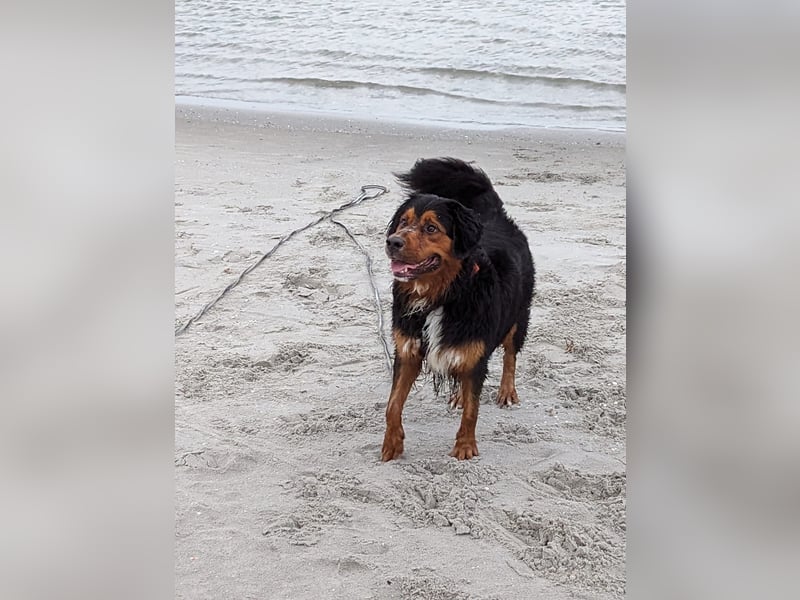 Sam (5 Jahre) Berner Sennenhund Labrador Mischling