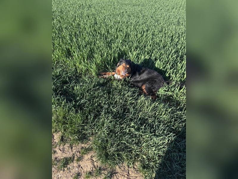 Sam (5 Jahre) Berner Sennenhund Labrador Mischling