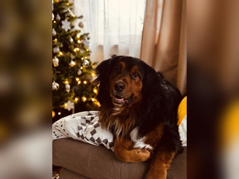 Sam (5 Jahre) Berner Sennenhund Labrador Mischling