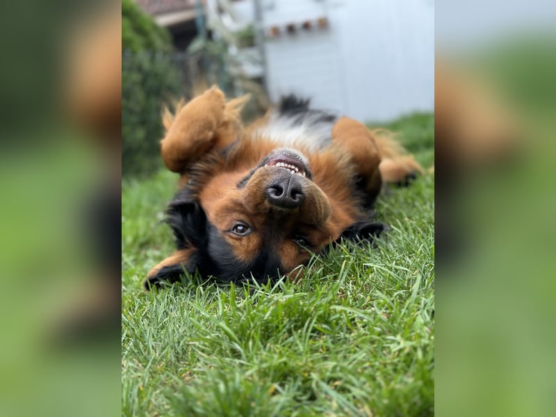 Sam (5 Jahre) Berner Sennenhund Labrador Mischling