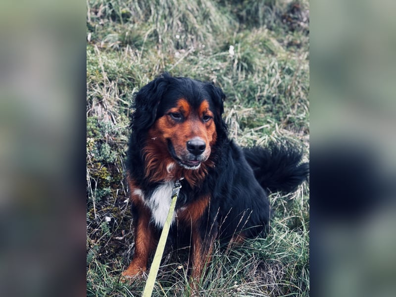 Sam (5 Jahre) Berner Sennenhund Labrador Mischling